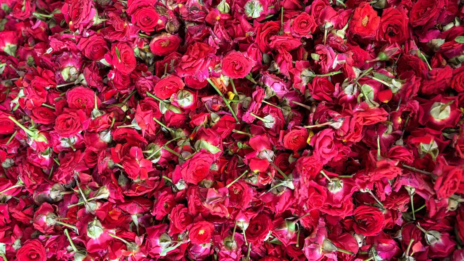 Fleurs de lotus à Maison Kailash